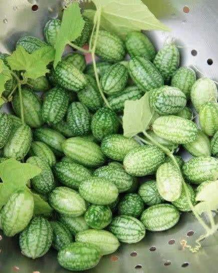 小瓜的种子可以吃,探索绿色健康的餐桌新宠