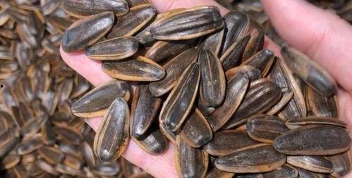 吃瓜只吃瓜子,揭秘“吃瓜只吃瓜子”的流行风尚