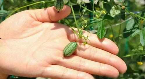 做梦摘瓜吃,一梦摘瓜，尽享甘甜