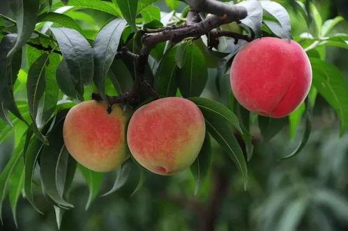 满城顺平吃瓜,一场夏日吃瓜盛宴的盛况纪实