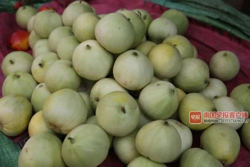 南宁树上吃瓜,树荫下悠闲吃瓜时光