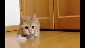 宅猫吃瓜,揭秘网络热点的猫视角