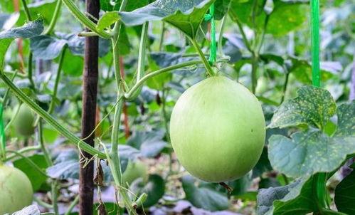 吃瓜烧嗓子,如何缓解嗓子不适？