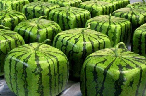 中国吃瓜图片大全,趣味横生的视觉盛宴