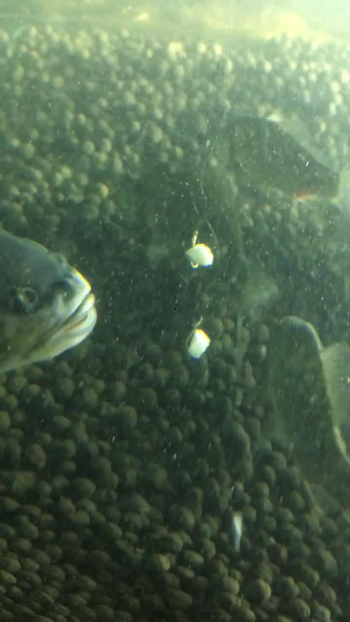 招财鱼吃瓜视频