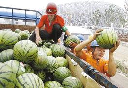 鸟市吃瓜,一场别开生面的吃瓜盛宴