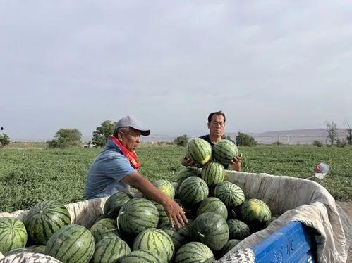 全国网友吃瓜,揭秘娱乐圈幕后真相