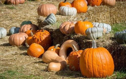 仁怀的吃瓜,探寻当地特色美食的甜蜜诱惑