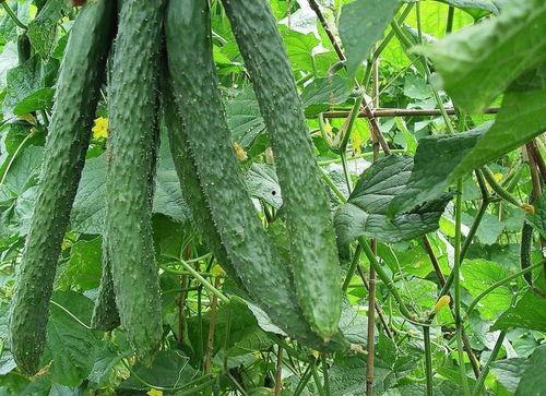 吃瓜知非,吃瓜群众视角下的社会百态解析