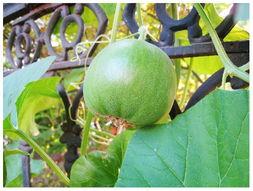 今年吃瓜视频,盘点年度热门视频事件
