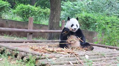 吃瓜小熊花名文化,揭秘网络社交圈的新潮流