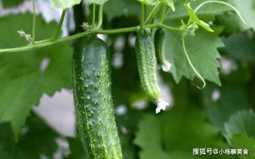 吃瓜好消化,轻松解读娱乐圈热点事件