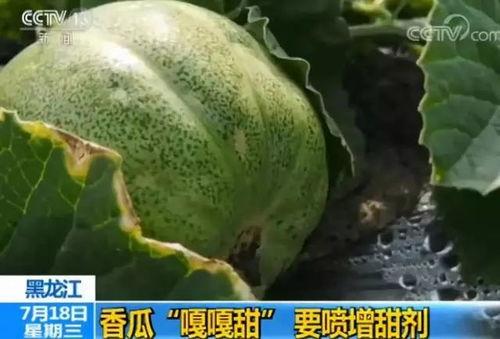 鸡瓜可以放心吃吗