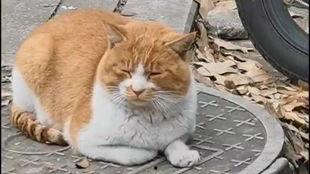 蜜袋鼯吃瓜,蜜袋鼯的夏日瓜果盛宴