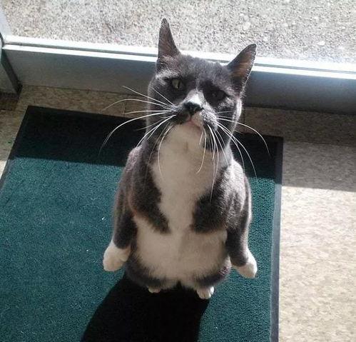 吃瓜猫咪的头像,萌态十足，揭秘吃瓜猫咪的趣味瞬间