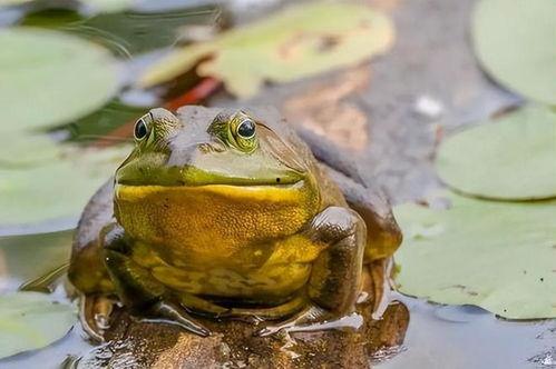 瓜妈吃牛蛙,探寻牛蛙的独特风味