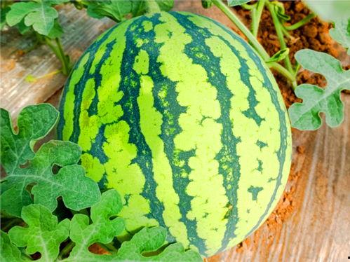 最新网络吃瓜,揭秘最新热门事件背后的真相与笑料