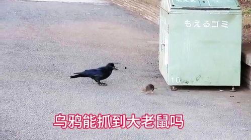 乌鼠吃瓜,揭秘神秘生物的奇异食性