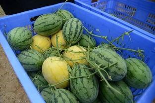 qq吃网红瓜群,网络社交新趋势下的娱乐盛宴