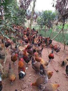 土鸡吃瓜,田园生活趣事一箩筐