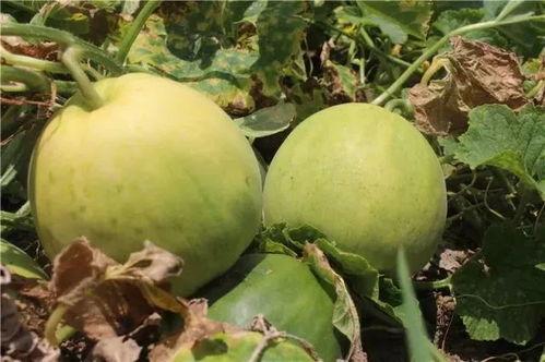 香瓜弟弟吃瓜网,揭秘娱乐圈幕后故事，带你领略明星真实生活