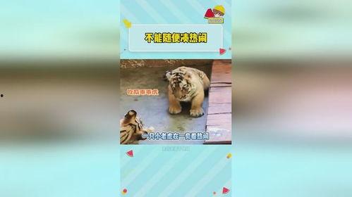 虎虎吃瓜酱,揭秘娱乐圈的麻辣鲜香