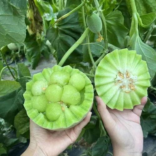 具体瓜怎么吃,不同瓜果的独特食用方法