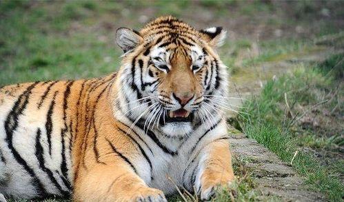 老虎弹51吃瓜,揭秘吃瓜群众的狂欢与反思