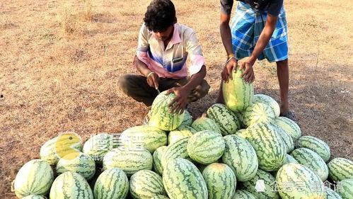 印度 吃瓜,瓜果飘香，品味异国风情