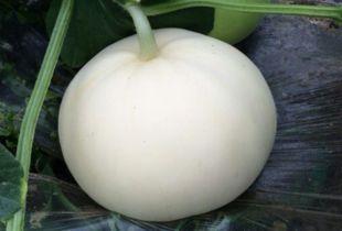 腹泻可吃梨瓜吗,腹泻期间适宜食用梨瓜的饮食建议