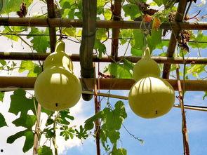 5km吃瓜,一场味蕾与健康的完美邂逅