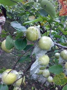 梦见吃梨和吃瓜,解析吃梨与吃瓜的象征意义