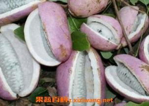 恩施吃瓜什么意思