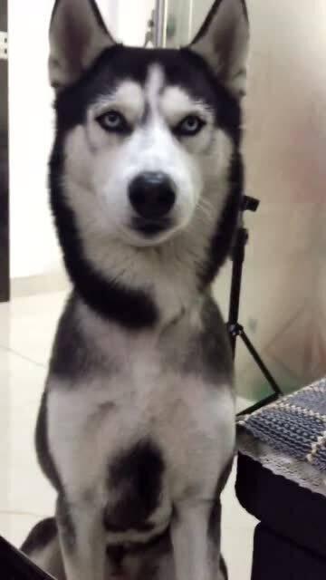 诡异植物吃瓜,诡异植物的秘密食瓜之旅