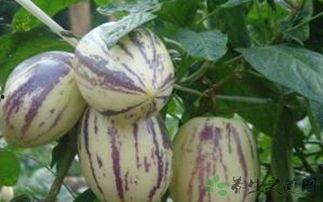 吃茄瓜放屁,茄瓜美食背后的“排气”秘密