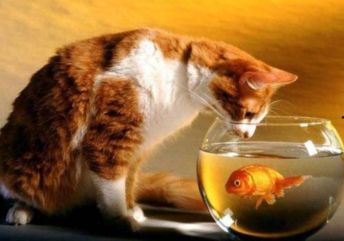 猫吃吊瓜,揭秘猫对吊瓜的喜爱之谜