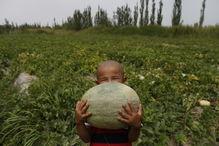 农民是怎么吃瓜,农民的夏日食瓜生活