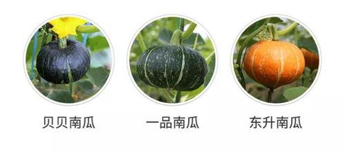 吃瓜群众被吃虫,一场意外的“瓜虫”风波