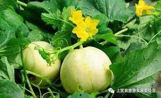 吃梨瓜发痒,揭秘神秘果实的奇异反应