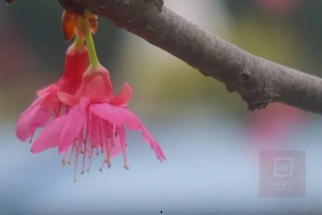 樱花公园吃瓜