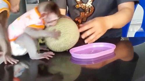 丑猴子吃哈密瓜